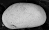 Photographie au Microscope Électronique à Balayage de l’ostracode Cyprideis torosa. Crédits : Cécile Vittori (MEB QUANTA, Centre Technologique des Microstructures).