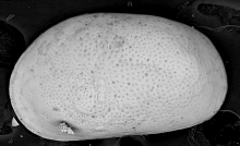 Photographie au Microscope Électronique à Balayage de l’ostracode Cyprideis torosa. Crédits : Cécile Vittori (MEB QUANTA, Centre Technologique des Microstructures).
